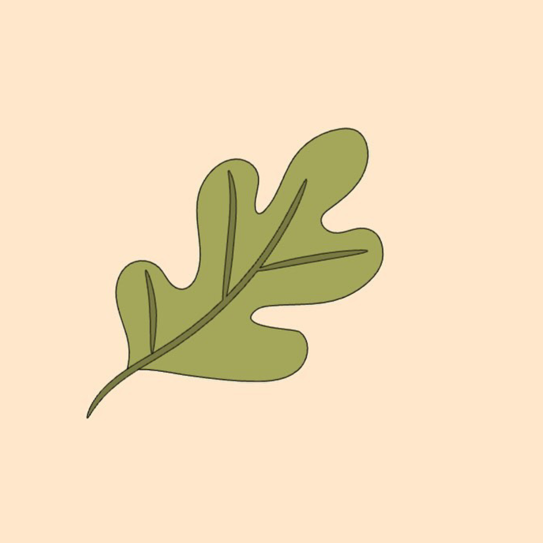 Biscuit Forêt 9